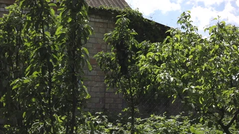 Bee honeycomb of bee insects on tree in nature Stock Footage 154748510