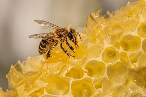 Bee on the honeycomb close-up Stock Photos