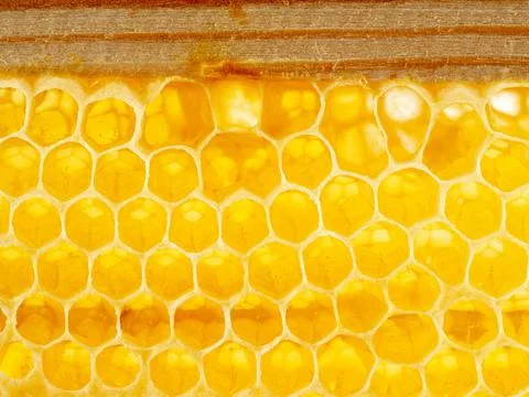 Bee honeycomb closeup, fresh stringy dripping sweet honey, macro background Stock Photos