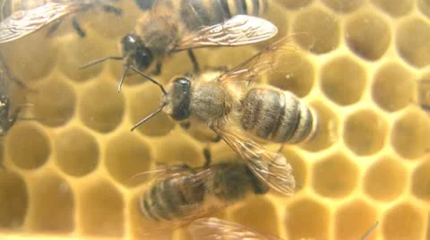 Bee on Honeycomb Видео 10576577