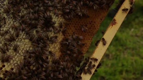 Bee on honeycomb Video stock 81925407