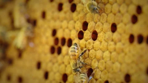 Bee Honeycomb Stock Footage 253910938