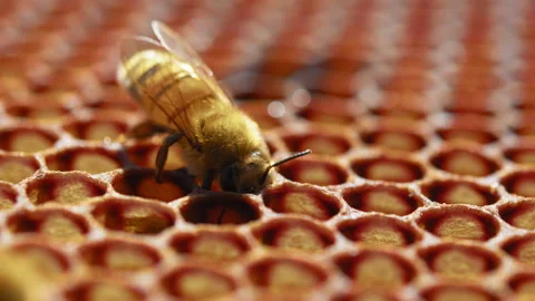 A Bee on a honeycomb Stock Footage 274664093