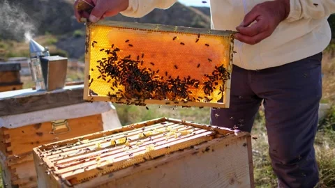 Bee Honeycomb Stock Footage 340649764