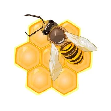 Bee on honeycomb isolated on the white background. Working bee making honey. Stock Illustration