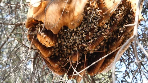 Bee, honeycomb on olive tree nature swarm honey bee on comb beehive 스톡 동영상 119683618
