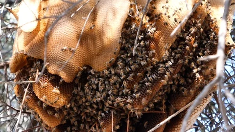 Bee, honeycomb on olive tree nature swarm honey bee on comb beehive 스톡 동영상 119683813