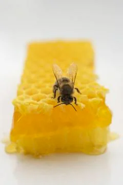 Bee on honeycomb Stock Photos