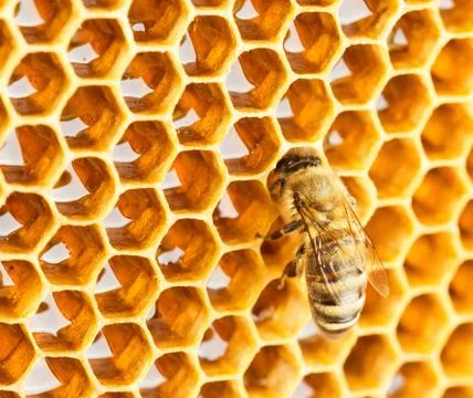 Bee in honeycomb Stock Photos