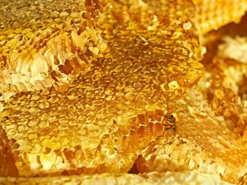 Bee on the honeycomb surface Stock Photos