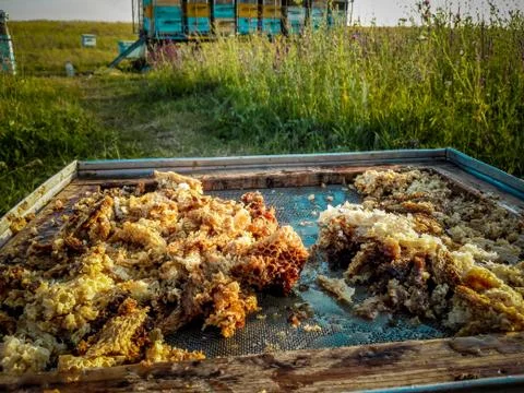 Bee honeycombs, apiary. Stock Photos