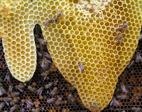Bee honeycombs directional shape Stock Photos