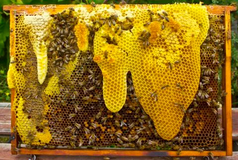 Bee honeycombs directional shape. Stock Photos