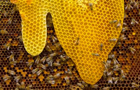 Bee honeycombs directional shape Stock Photos