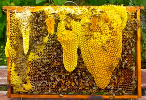 Bee honeycombs directional shape. Stock Photos