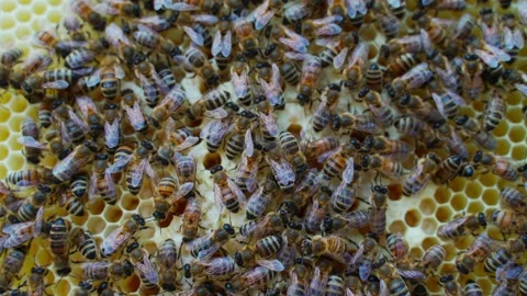 Bee on honeycombs with honey slices nectar into cells. Macro image of a bee on a Stock Footage 157360215