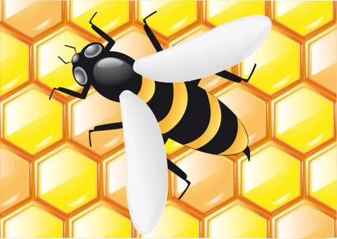 Bee on honeycombs Stock Illustration