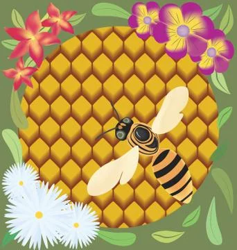 Bee on honeycombs. Stock Illustration