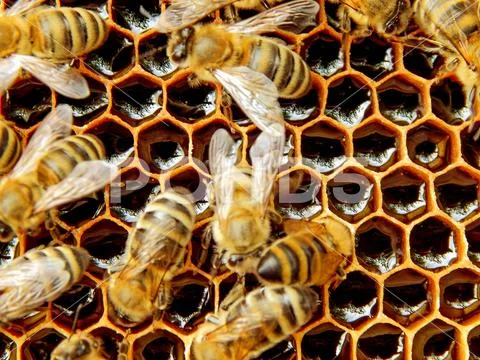 Bee on honeycombs with nectar of copper slices into cells in the hive Stock Photos