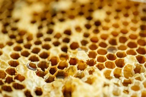 Bee honeycombs 库存照片