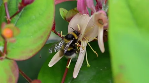 Bee on a Honeysuckle Flower Video stock 51540170