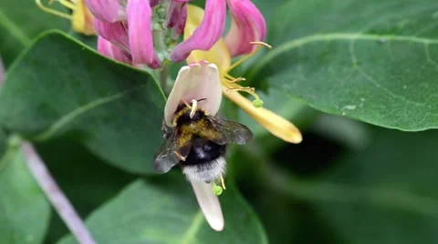 Bee on a Honeysuckle Flower Stock Footage 51540255