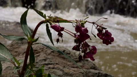 Bee hopping from flower to flower with waterfall background Stock Footage 158305013