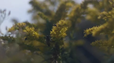 Bee Hopping Stock Footage 41796277