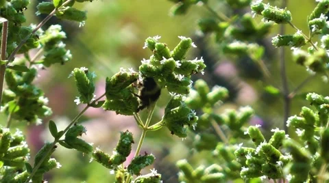 Bee on hops Stock Footage 62606337
