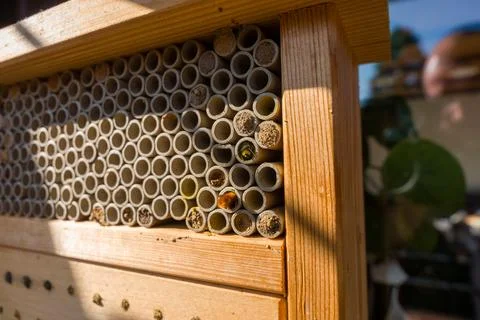 Bee Hotel Close-Up With Mason Bee Nesting Tubes in Wooden Insect Habitat for Stock Photos