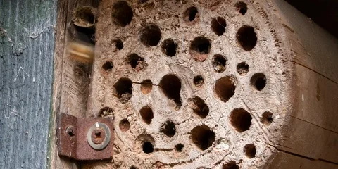 Bee Hotel Stock Footage 106775397