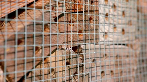 Bee Hotel - Insect Hotel Made Of Dead Wood With Holes For Solitary Stock Footage 282239512