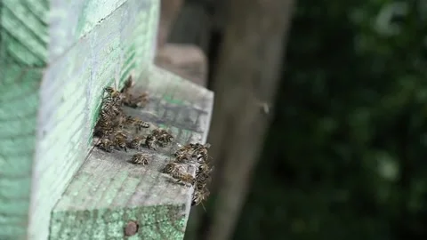 Bee house, beehive. The bees return with nectar Video stock 137393503