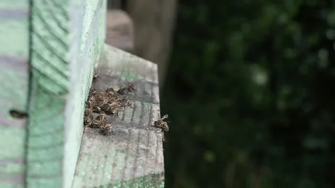 Bee house, beehive. The bees return with nectar. Stock Footage 137393506
