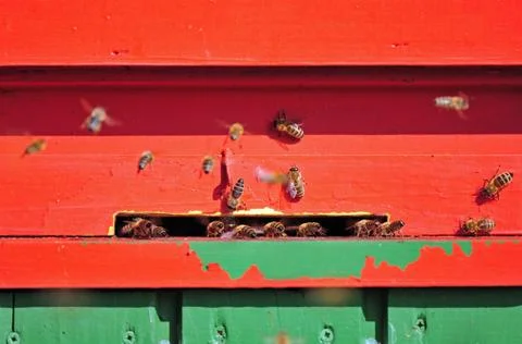 Bee house Stock Photos