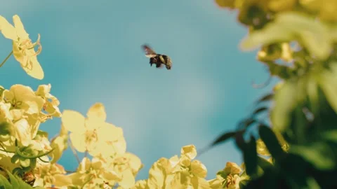 Bee Hovering Above Yellow Blossoms Against Bright Blue Sky Pollination Macro Stock Footage 342586542