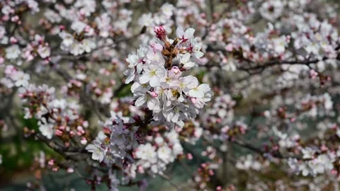 Bee hovering among cherry blossom flowers in spring bloom scene Stock-Footage 331786581