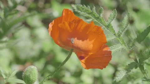 Bee Hovering Around And Eventually Landing Inside Bright Orange Poppy 動画素材 196099543
