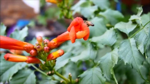 A bee hovering around a flower Stock Footage 77861736