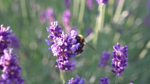 Bee Hovering Around Lavender Flowers in Slow Motion – English Garden Scene 12 Stock Footage 319587861