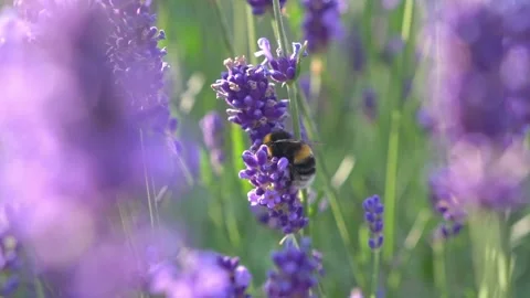 Bee Hovering Around Lavender Flowers in Slow Motion – English Garden Scene 14 Stock Footage 319587869