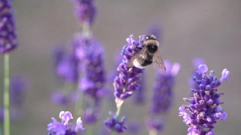Bee Hovering Around Lavender Flowers in Slow Motion – English Garden Scene 13 Stock Footage 319587921