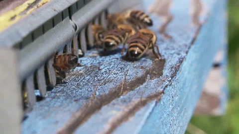 Bee Hovering Beside Hive Entrance Group Stock Footage 342021328