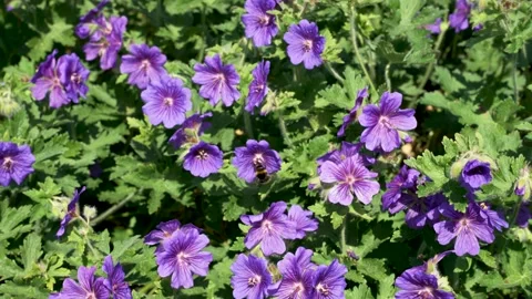 Bee Hovering Between Purple Wild Geranium Plants Looking For Nectar. Slow Stock Footage 247970546