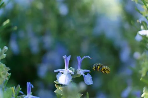 A bee hovering flowers Foto stock