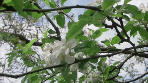 Bee Hovering Before Landing On White Apple Tree Flower, Slow Motion 動画素材 194100960