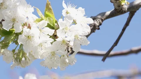 Bee hovering near cherry blossoms on a sunny spring day 動画素材 304667491