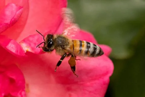Bee Hovering Next To Pink Rose Stock Photos