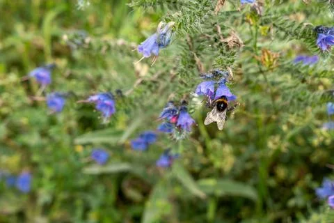 A bee is hovering over a bunch of blue flowers Stock Photos