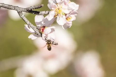 A bee hovering over cherry blossom, over almond tree flowers. The insect coll Stock Photos